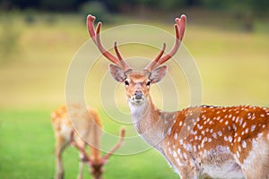 Beautiful deer portrait