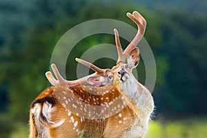 Beautiful deer portrait