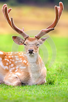 Beautiful deer portrait