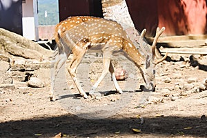 A Beautiful Deer roaming at Netaji Subhash Chandra Bose Dweep (Ross Island) in Andaman and Nicobar Islands photo
