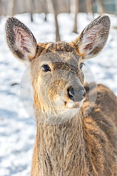 Beautiful deer on snow land, young high deer looks at us.