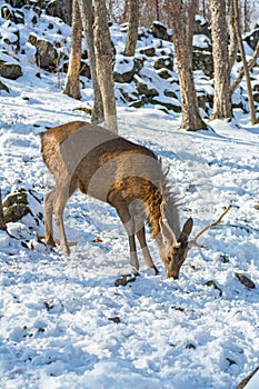 Beautiful deer on snow land, young high deer looks at us.