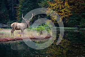 Beautiful deer stands on the shore of an autumn forest lake