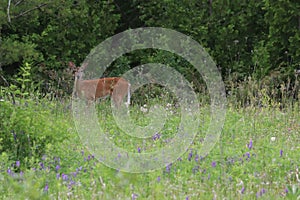 Deer in a meadow