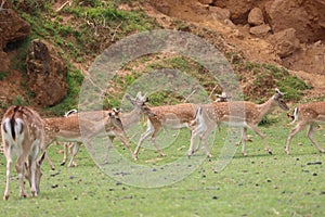 Beautiful deer wild antler freedom fear danger