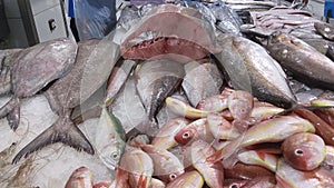 Beautiful Defferent Fisheas