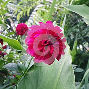 Beautiful delia flower