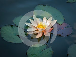 Beautiful delicate bright water lily or lotus flower Marliacea Rosea is reflected in the blue mirror