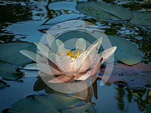 Beautiful delicate bright water lily or lotus flower Marliacea Rosea is reflected in the blue mirror of the pond