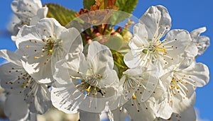 Beautiful and delicate cherry flowers in the morning sun on blue skype. Cherry blossom.