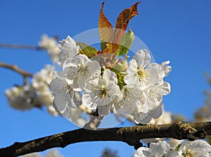 Beautiful and delicate cherry flowers in the morning sun on blue skype. Cherry blossom.