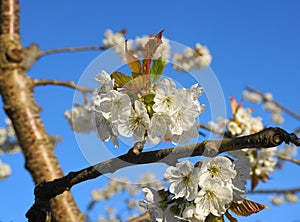 Beautiful and delicate cherry flowers in the morning sun on blue skype. Cherry blossom.