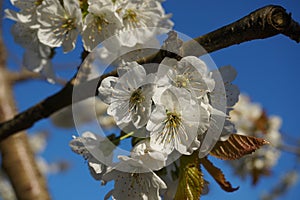 Beautiful and delicate cherry flowers in the morning sun on blue skype. Cherry blossom.