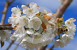 Beautiful and delicate cherry flowers in the morning sun on blue skype. Cherry blossom.