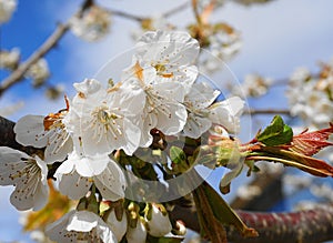 Beautiful and delicate cherry flowers in the morning sun on blue skype. Cherry blossom.