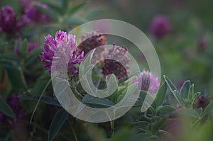 Beautiful delicate clover. Trefoil flower at dusk blooming in wild meadows