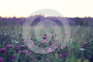 Beautiful delicate clovers. Trefoil flowers at dusk blooming in wild meadows