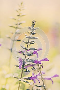 Beautiful, Delicate, Deep Purple & Green Wildflowers with Light