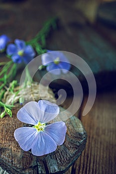 Beautiful delicate flax flower on a beautiful wooden decorative Board. plant of flax from blue flowers on seeds