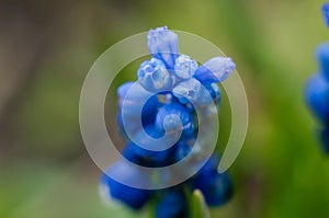 Beautiful delicate flower of mouse blue hyacinth closeup, macro shot