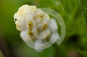 Beautiful delicate flower of yellow mouse hyacinth closeup, macro shot