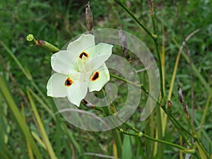 Beautiful and delicate flowers in the garden, Dietes bicolor