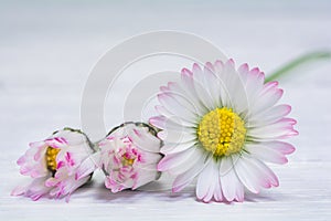 Beautiful delicate flowers of pale pink daisies on a light background. Soft focus