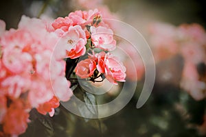 Beautiful delicate flowers of pink roses bloom on the branches of a bush in the garden in the summer. The beauty of nature.