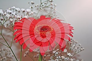 The beauty of colors, red daisy passion