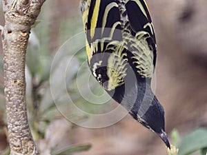 Beautiful Delicate Lovely Regent Honeyeater.