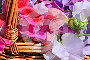 Beautiful, delicate, multi-coloured sweetpeas in a basket. Close-up