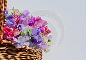 Beautiful, delicate, multi-coloured sweetpeas in a basket. Close-up on blue background.
