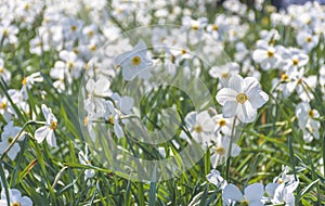 Beautiful delicate narcissus flowers, white daffodils in the park or garden in sunny spring day. Selective focus