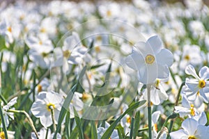Beautiful delicate narcissus flowers, white daffodils in the park or garden in sunny spring day. Selective focus