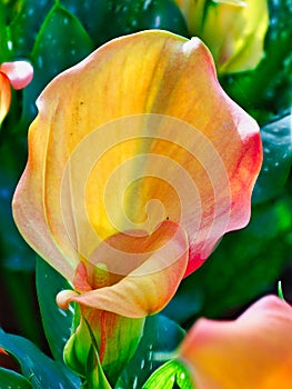 Orange Calla Lilies in Garden