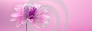 A beautiful delicate pink purple flower on a pink background