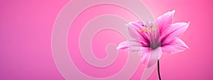 A beautiful delicate pink purple flower on a pink background