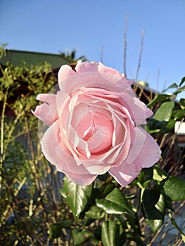 A beautiful delicate pink rose against a cloudless sky.