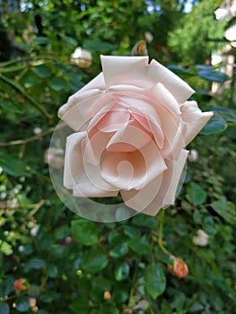 Beautiful delicate pink rose close-up. Garden rose view front