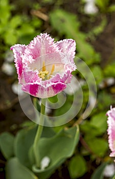 Pink tulips with a carved edge on the petals in the drops of dew photo