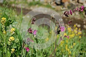 Beautiful Delicate Purple Flowers Viscaria Vulgaris Growing