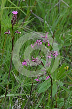 Beautiful Delicate Purple Flowers Viscaria Vulgaris Growing