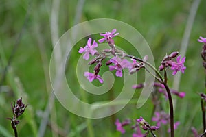 Beautiful Delicate Purple Flowers Viscaria Vulgaris Growing