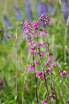 Beautiful Delicate Purple Flowers Viscaria Vulgaris Growing