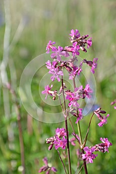 Beautiful Delicate Purple Flowers Viscaria Vulgaris Growing