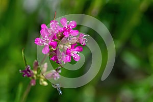 Beautiful Delicate Purple Flowers Viscaria Vulgaris Growing On Meadow