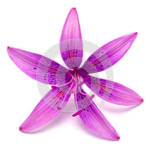 Beautiful delicate purple lily macro isolated on white background