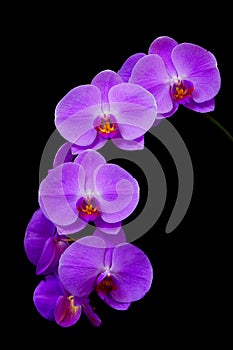 Beautiful and delicate purple phalaenopsis orchids on dark background