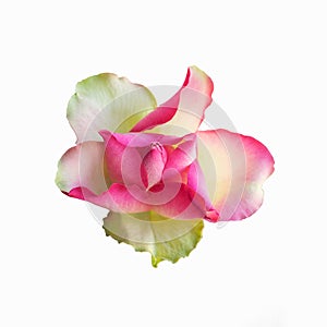 Beautiful delicate rose of pink color, isolated on a white background