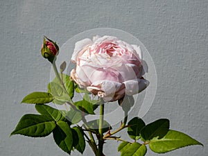 Beautiful, delicate seashell-pink rose with white undertones `St. Cecilia` with full petals. One of the finest English Roses